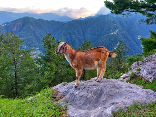 Brown Goat on a Rock