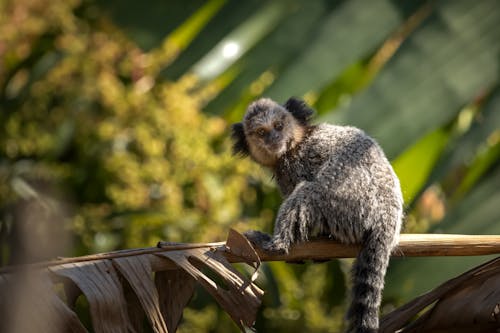 Ücretsiz hayvan, hayvan fotoğrafçılığı, ipek maymun içeren Ücretsiz stok fotoğraf Stok Fotoğraflar