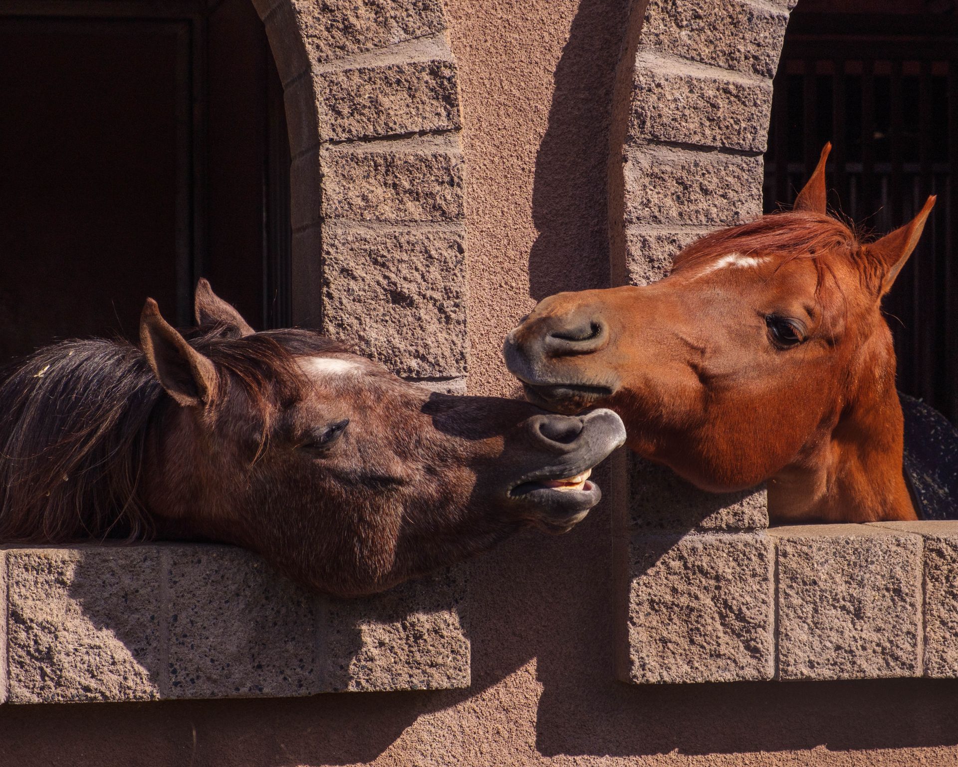 Close Up Photo of Horses
