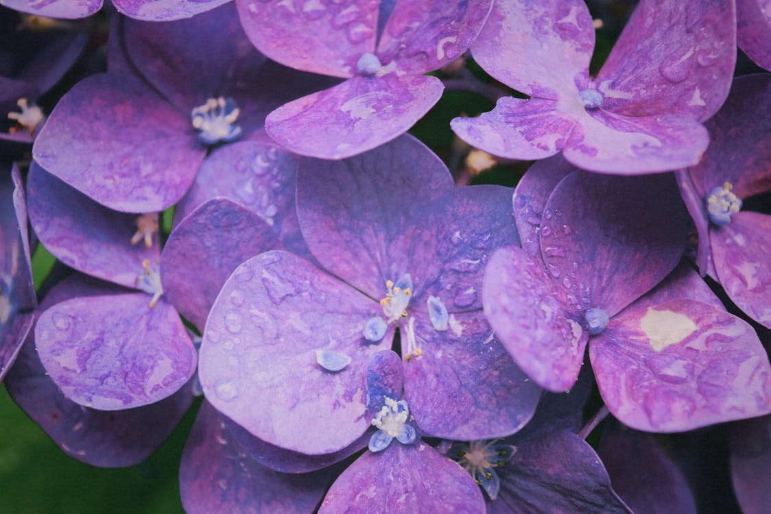 Free Purple Hydrangeas Stock Photo