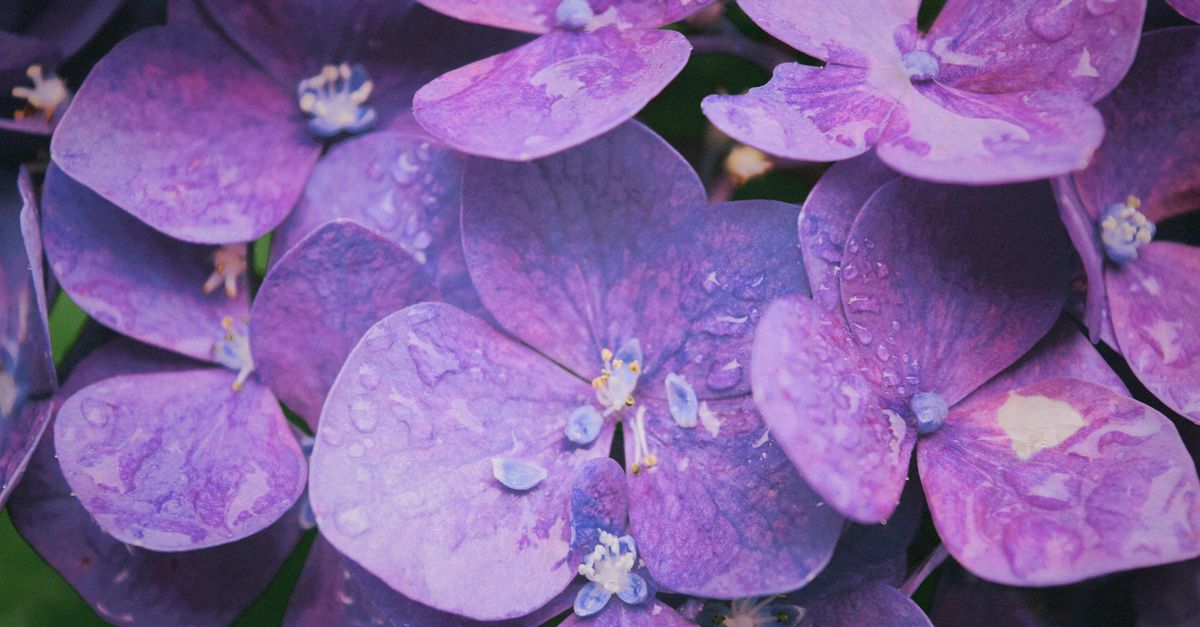 しずくがついた紫色の紫陽花のアップ。梅雨の季節を感じさせるイメージ写真