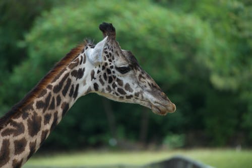 Close-Up Shot of a Giraffe