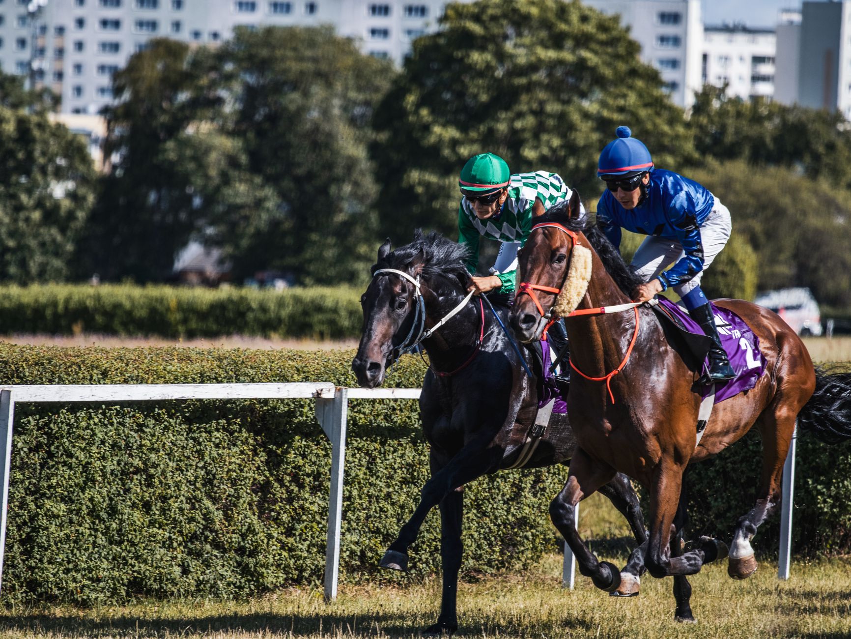 沙田紅寶讓賽戰報:賽果分析與投注策略