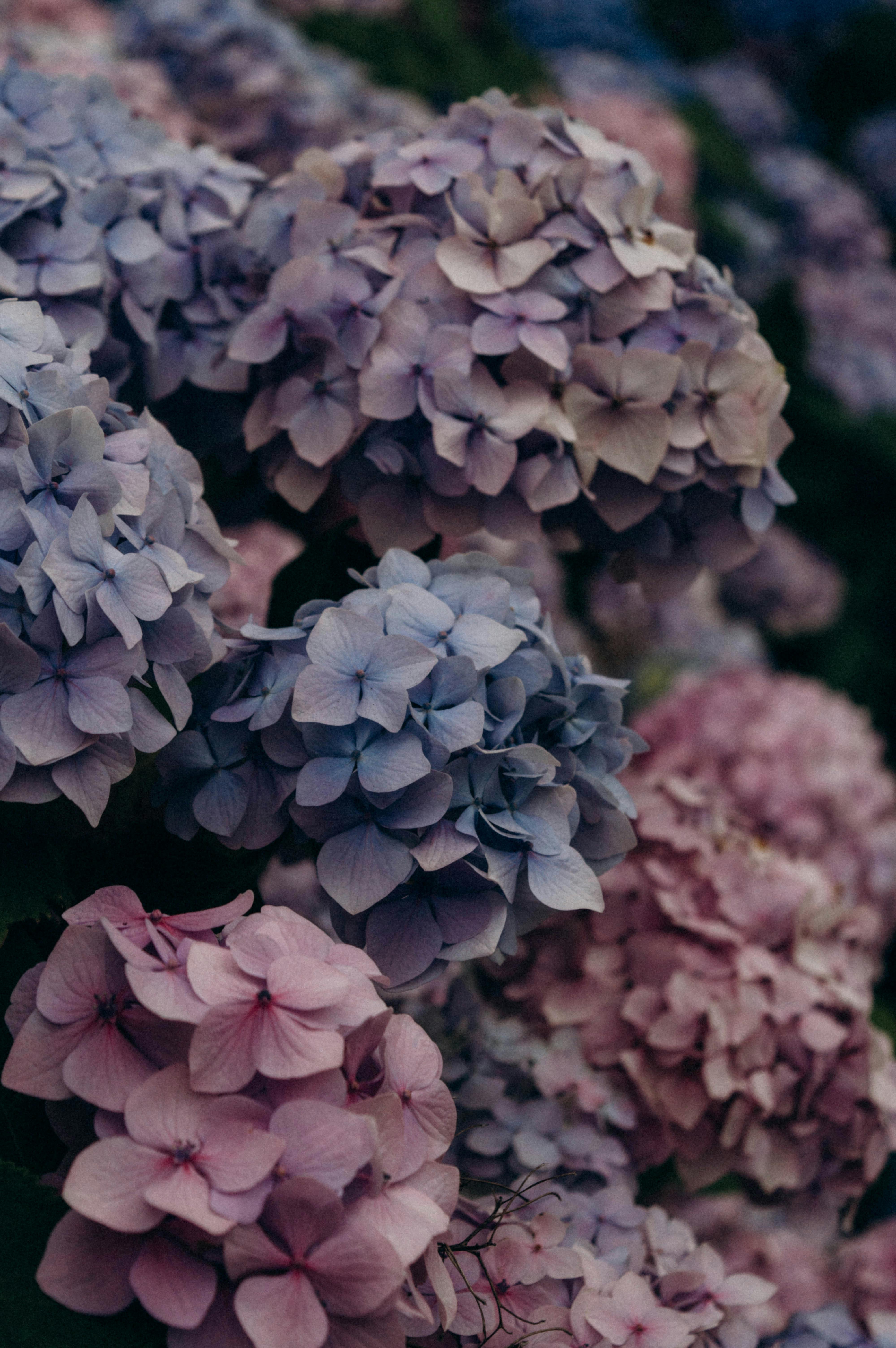 Beautiful close-up of colorful hydrangea flowers in bloom with a soft focus effect.