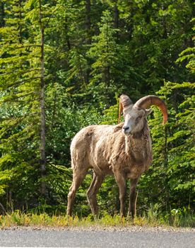 A bighorn sheep standing elegantly amidst a green forest setting, showcasing nature's beauty.