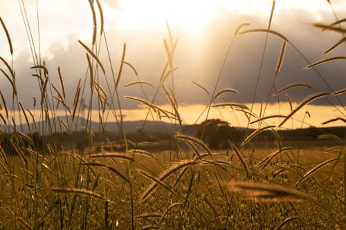 Imagine de stoc gratuită din câmp, iarbă, la țară
