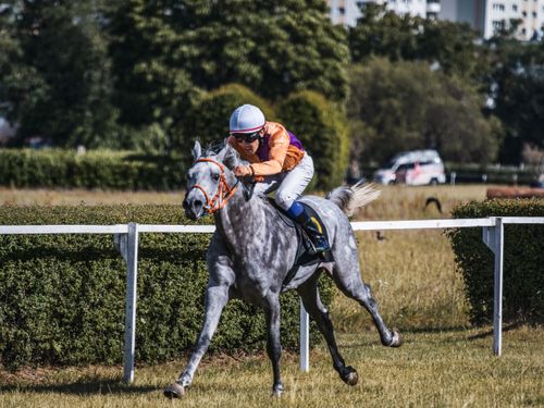 Free A jockey and horse race around the track in an intense equestrian competition outdoors. Stock Photo