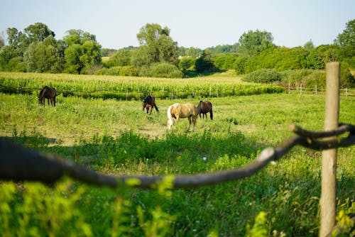 Gratis Immagine gratuita di animali della fattoria, cavalli, erba verde Foto a disposizione