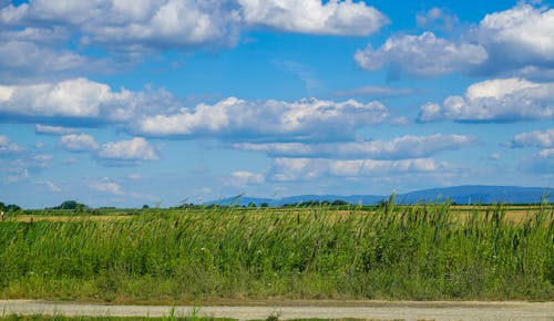 Green Grass Field Under Blue Sky and White Clouds