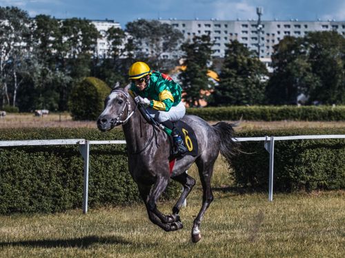 Free Jockey in colorful uniform racing a gray horse on a sunny day. Stock Photo