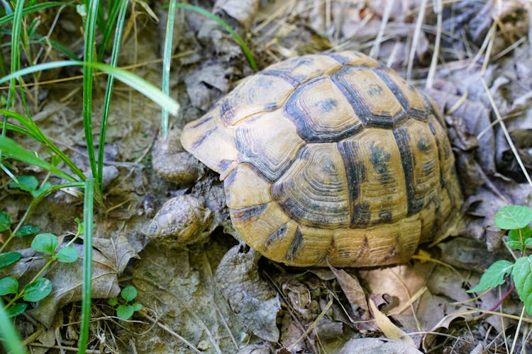 Close-Up Shot Of Hermann's Tortoise On The Ground
