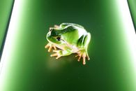 Close-up of a vibrant green European tree frog on a glossy surface, highlighting its natural beauty.