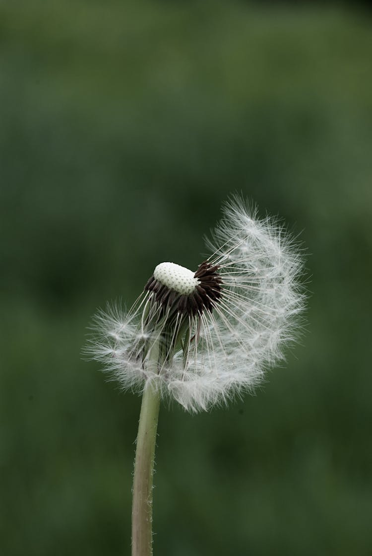 White Dandelion In Close-up Photography