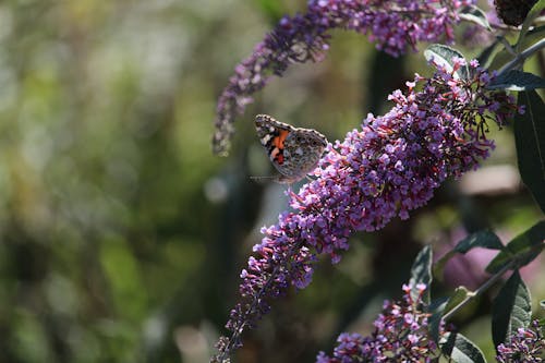 Foto profissional grátis de artrópode, borboleta, fechar-se