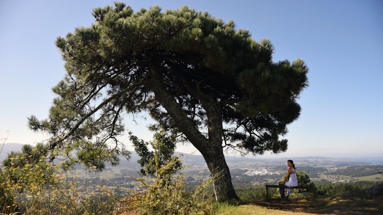 Woman Sitting On Bench Under The Tree 