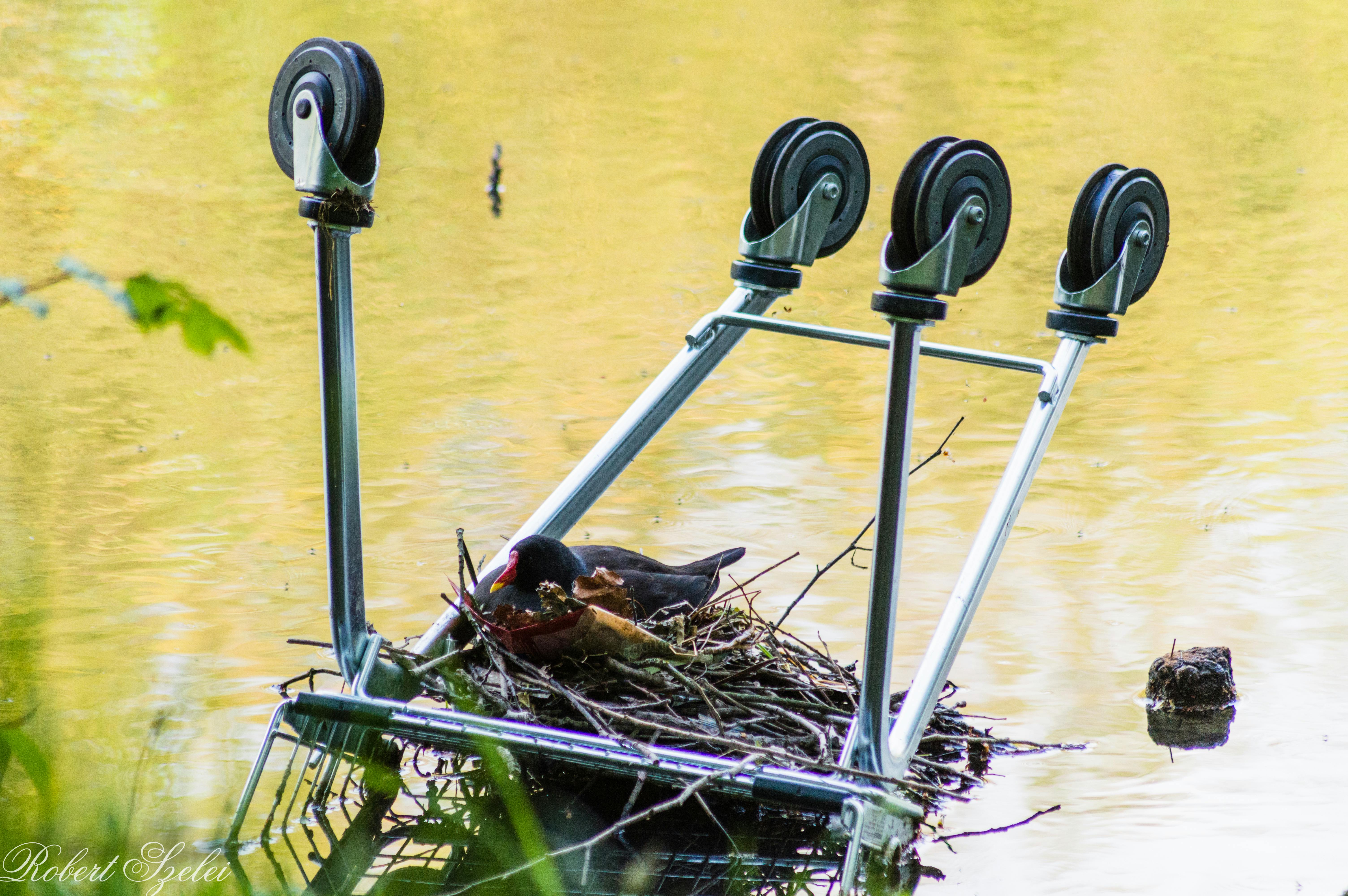 Free stock photo of bird nest, bird's nest, nature