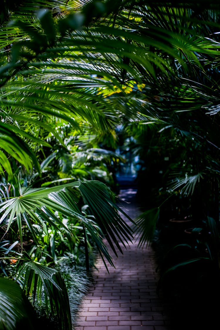 Green Fountain Palm Tree Near Pathway