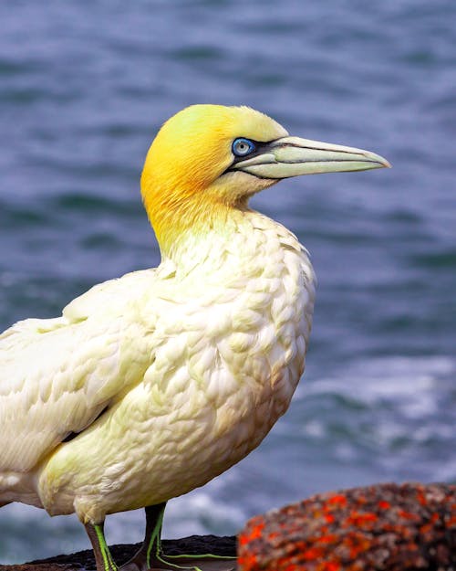 Free Close-Up Shot of Northern Gannet
 Stock Photo