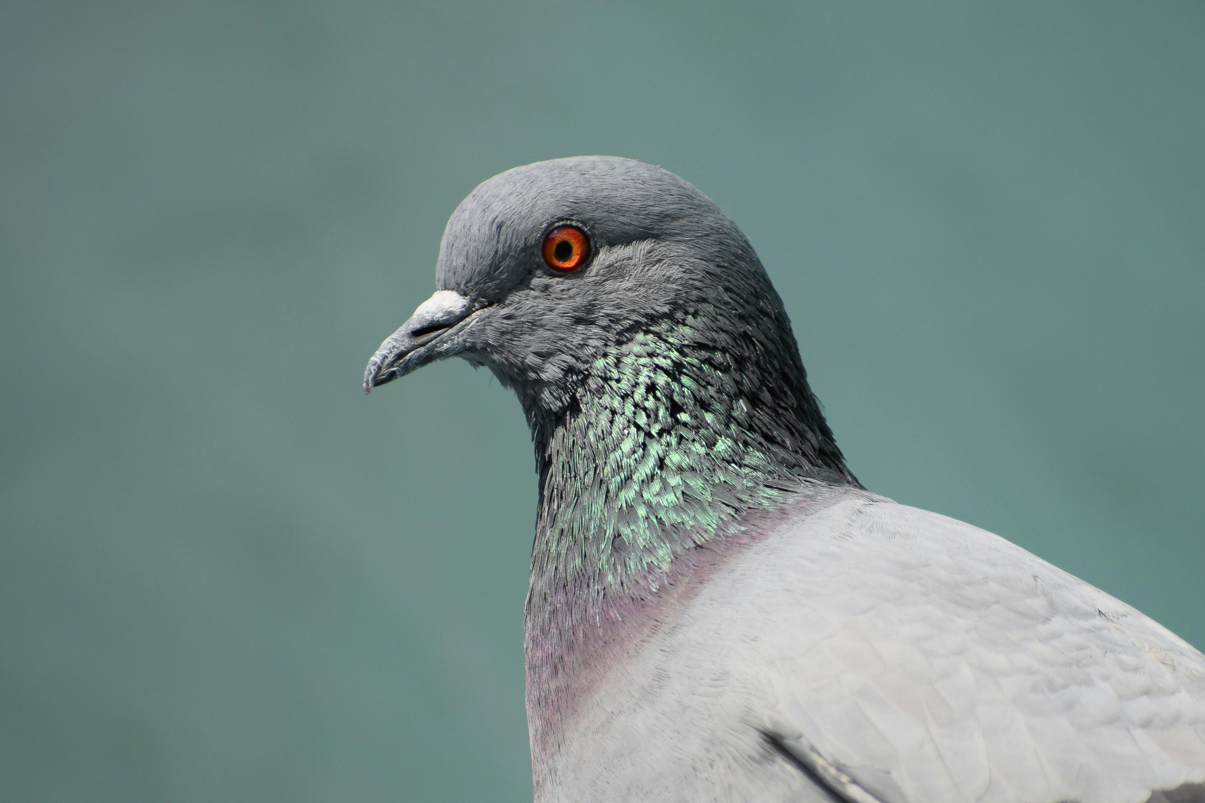 クローズアップ写真の灰色の鳩 無料の写真素材