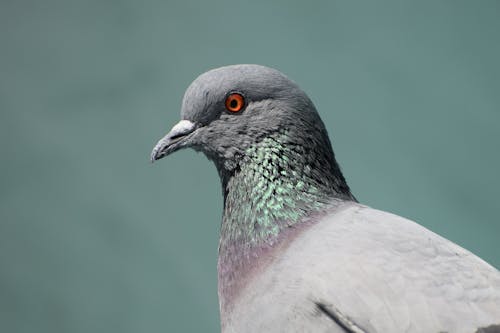 Grey Pigeon Pada Fotografi Close Up