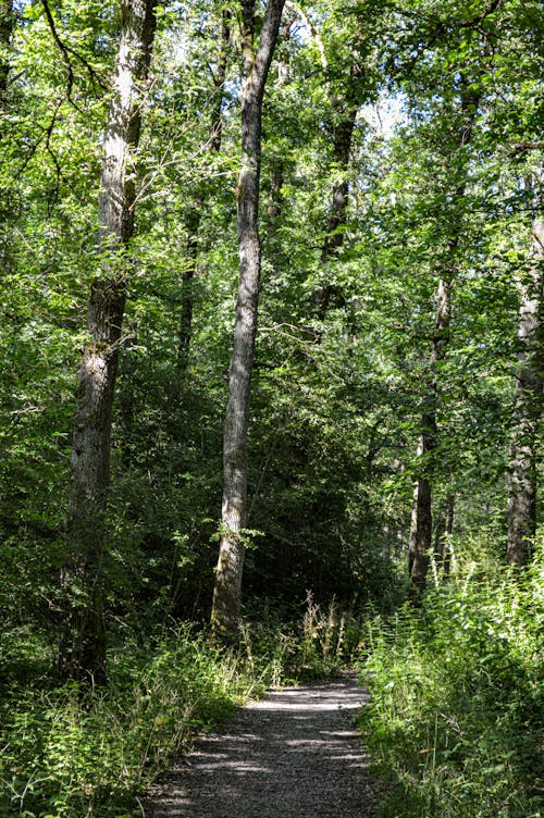 Immagine gratuita di alberi verdi, bosco, foresta