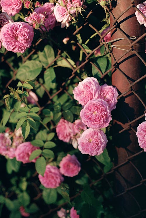 Close-up Photo of Blooming Pink Roses 