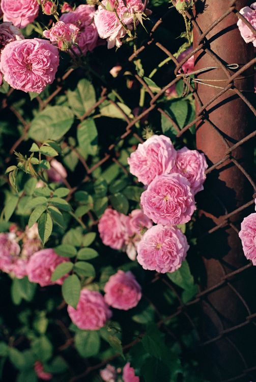 Wenlock Roses Close-up Photo of Blooming Pink Roses · Free Stock Photo
