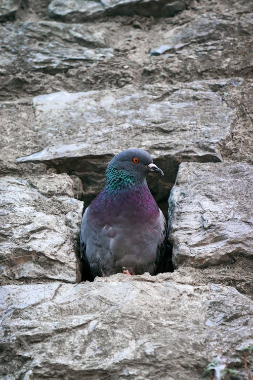 Pigeon Perched on A Rock