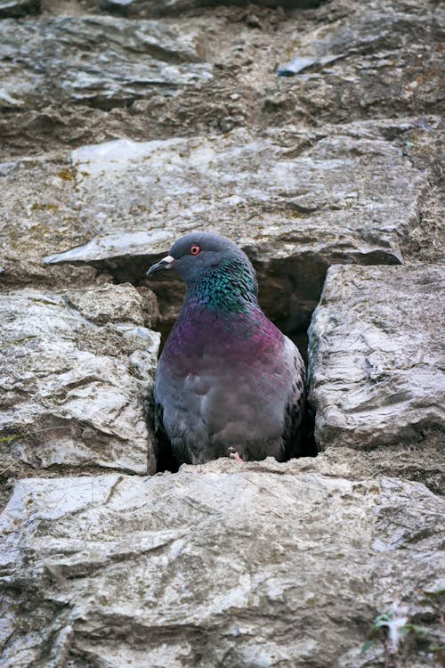 Pigeon Perched on A Rock