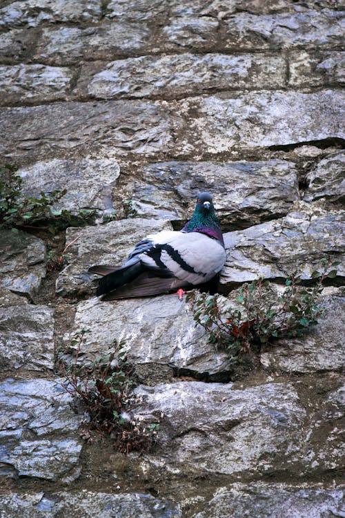 бесплатная Бесплатное стоковое фото с голубь, животное, крупный план Стоковое фото