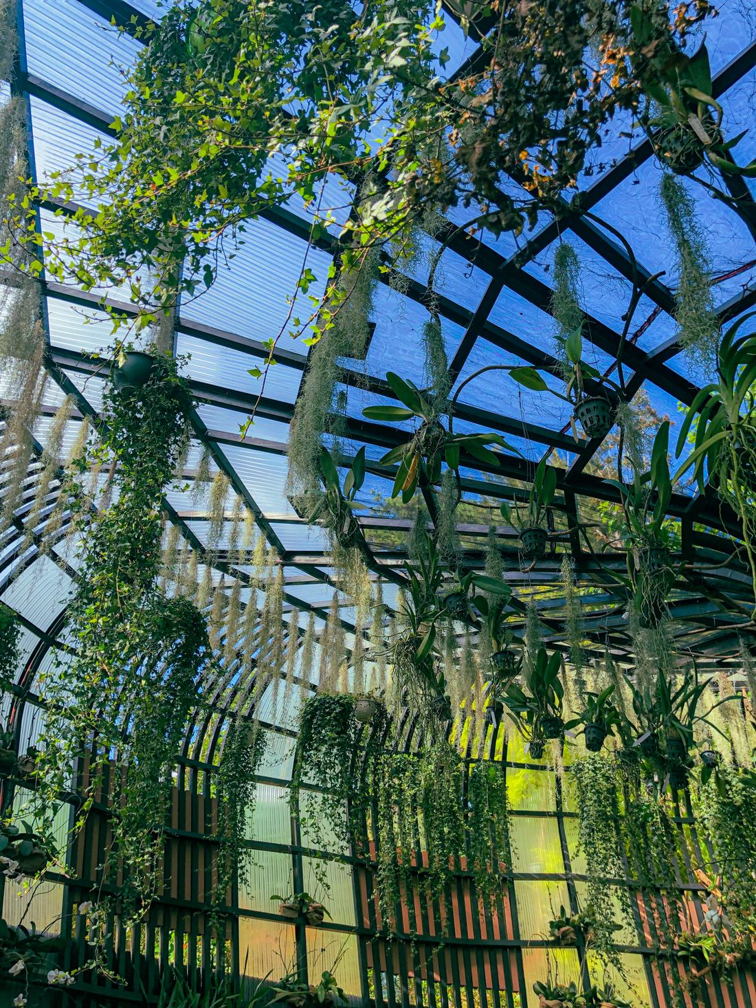 Indoor conservatory with hanging greenery beneath a glass roof