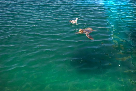 Aerial view of a sea turtle and seagull swimming in clear blue ocean water.