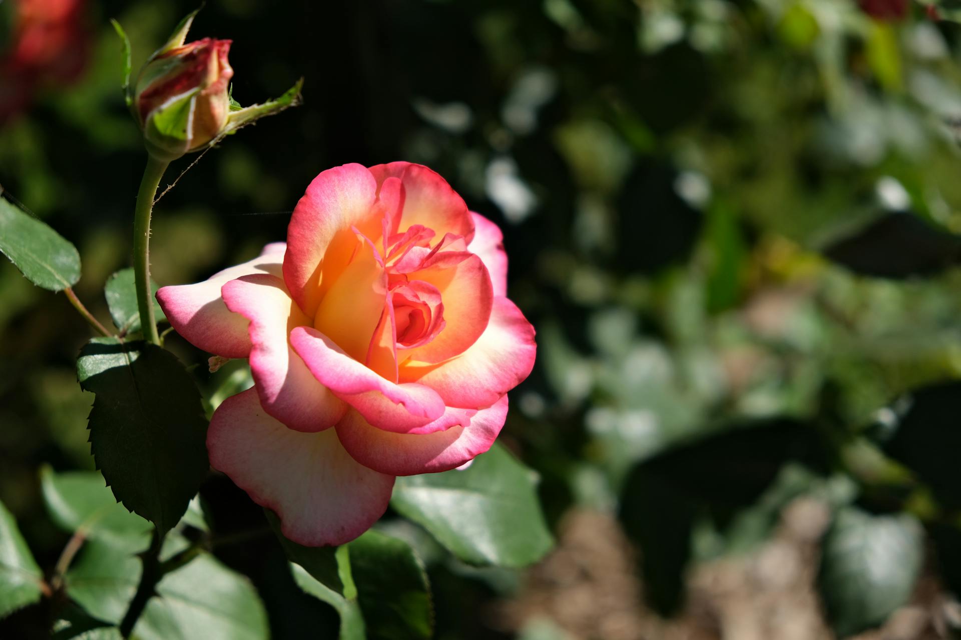 A vibrant peace rose with pink edges glowing in the sunlight in a garden setting.