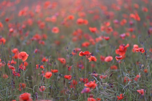 Selective Focus Photo of Red Poppies