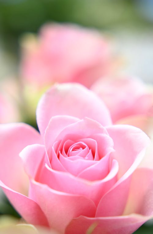 무료 꽃이 피는, 꽃잎, 분홍색의 무료 스톡 사진