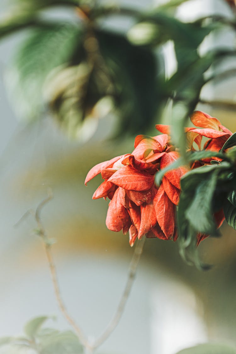 Close-up Of A Flower 