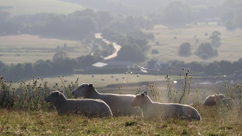Sheep on Grassland