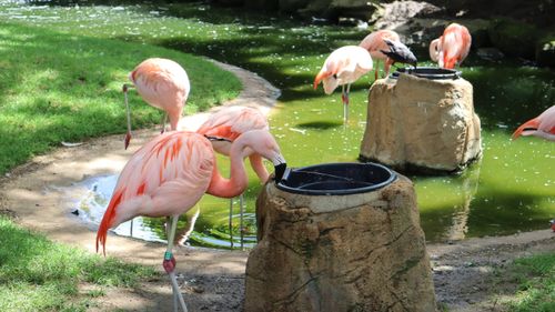 Free Vibrant flamingos gathered around a pond in a serene park setting. Stock Photo