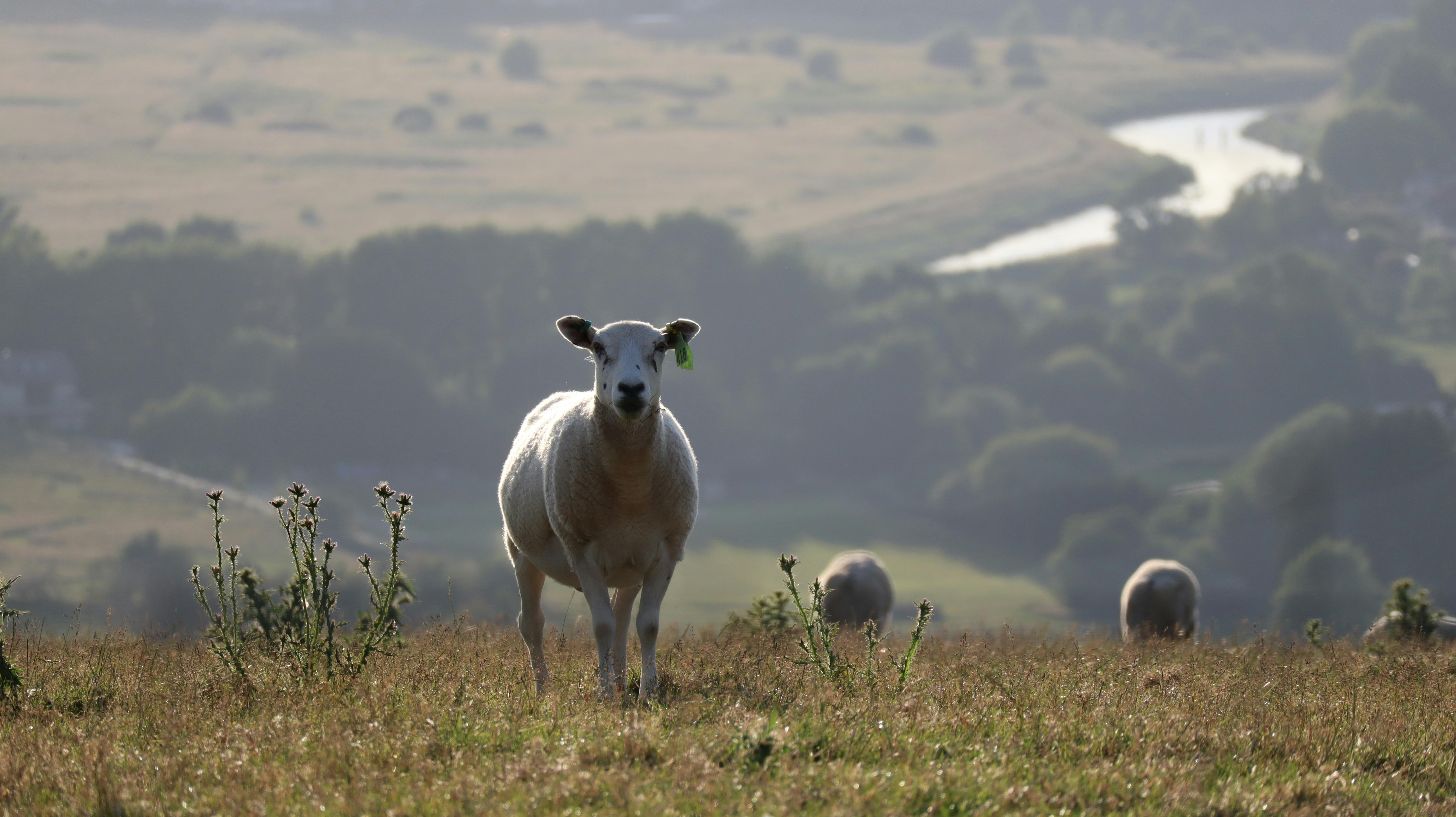 Sheep on a Pasture · Free Stock Photo
