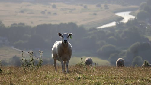 Безкоштовне стокове фото на тему «випас, вівці, гори»