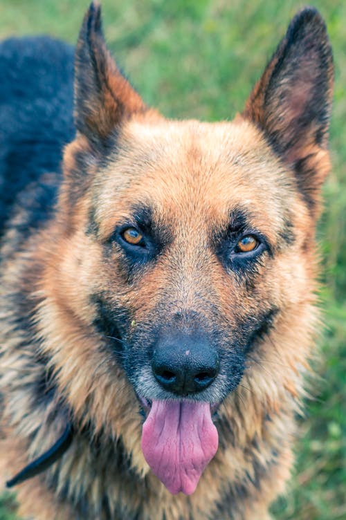 Immagine gratuita di cane, cane bagnato, pastore tedesco