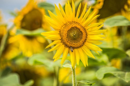 Free stock photo of flower, golden sun, mother nature