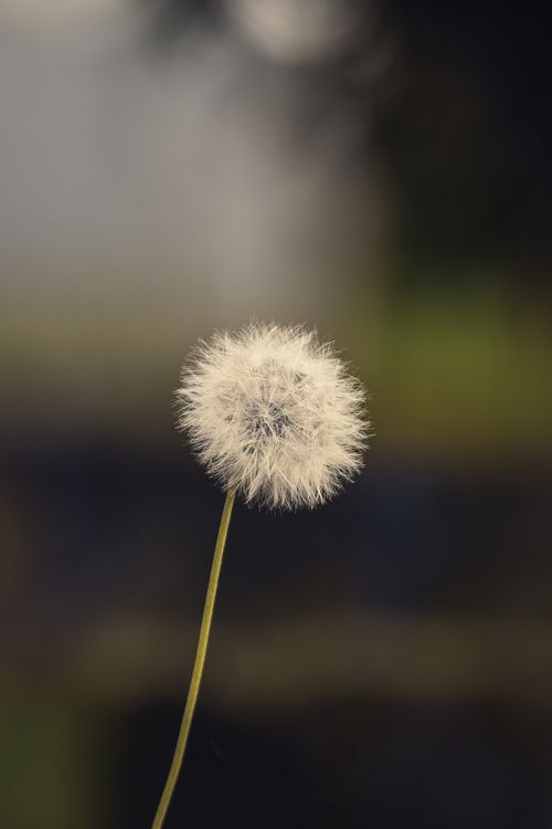 Free A detailed close-up shot of a dandelion with a blurred background, photographed in Maceió, Brazil. Stock Photo