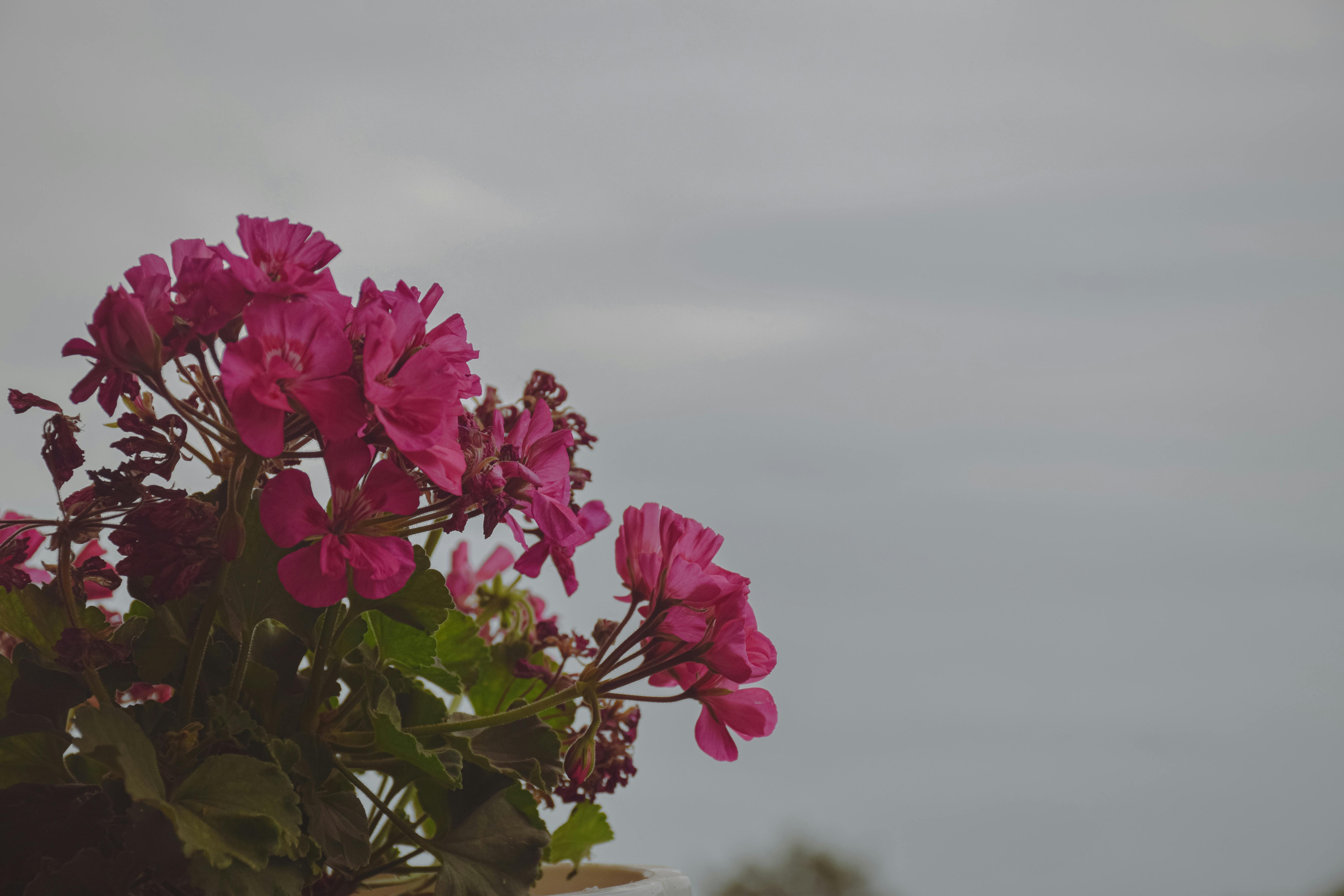 [ColoSach]-close-up-of-vibrant-pink-geranium-flowers-with-lush-leaves-against-a-serene-cloudy-sky-backdrop.