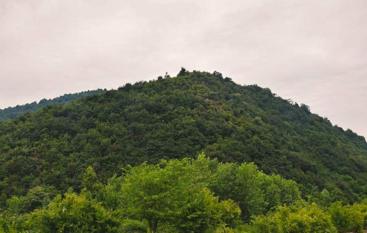 Green Trees On Mountain
