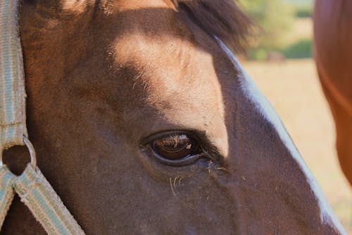 Close-Up Photo of Brown Horse