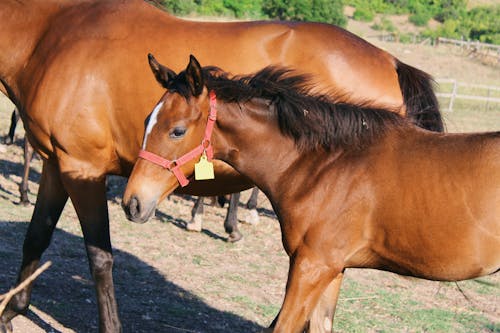 Foto profissional grátis de animal, cavalo, criação de gado