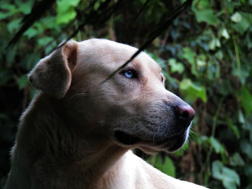 Close-Up Photo of Beige Dog