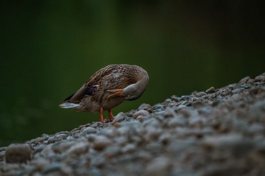 Gadwall brown duck cleaning its feathers with eyes closed