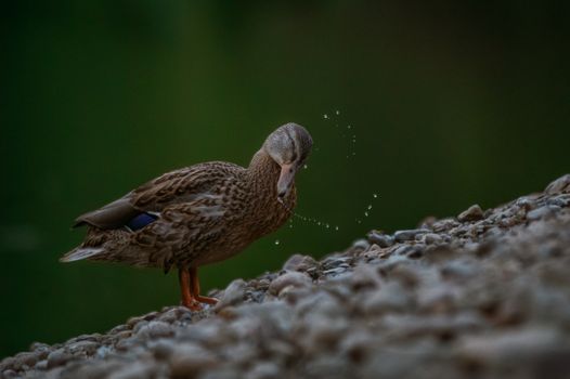 Gadwall brown duck shaking water off its feathers